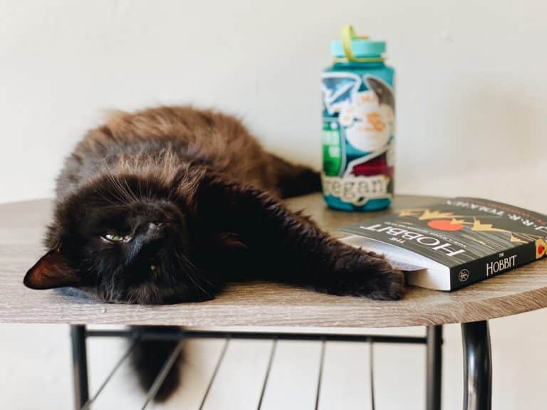 Bouteille d’eau pour faire fuir les chats: un répulsif naturel