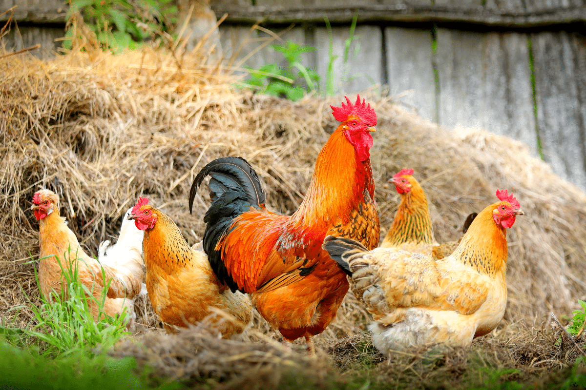 Ces 7 solutions ultra efficaces vont éliminer les poux de vos poules pour de bon