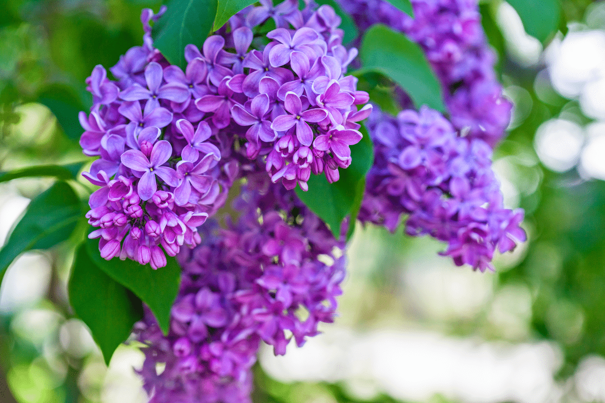 Les 3 erreurs qui empêchent vos lilas de fleurir à profusion