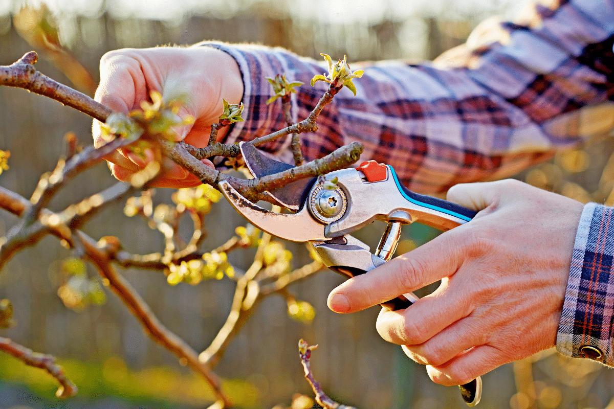 Cette taille discrète en avril transforme vos arbres fruitiers cet été