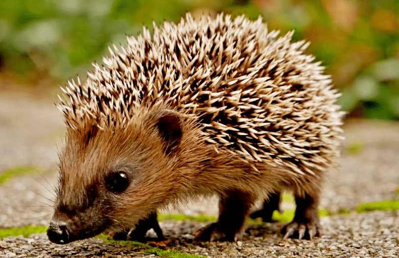 Cette plante étonnante attire une armée de hérissons dans le jardin