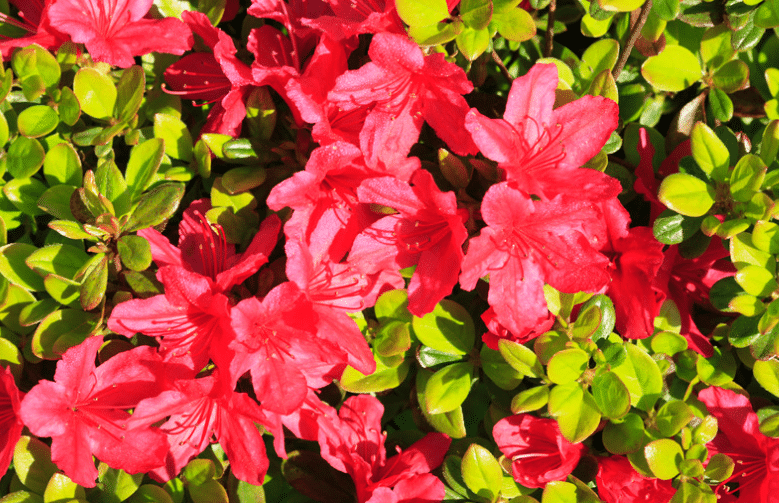 Cette plante grimpante pousse toute seule, purifie l’air et fait baisser la facture