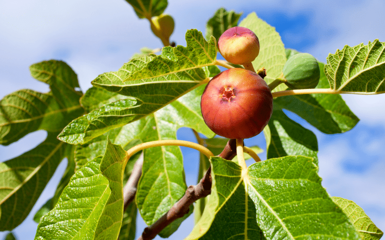 Figuier bloqué ? Ce geste d’avril relance ses feuilles… et ses figues