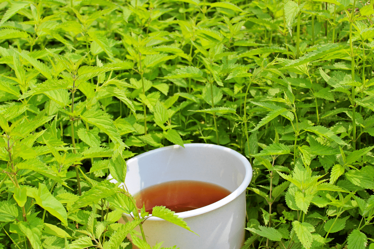 Les infusions végétales : un boost immédiat