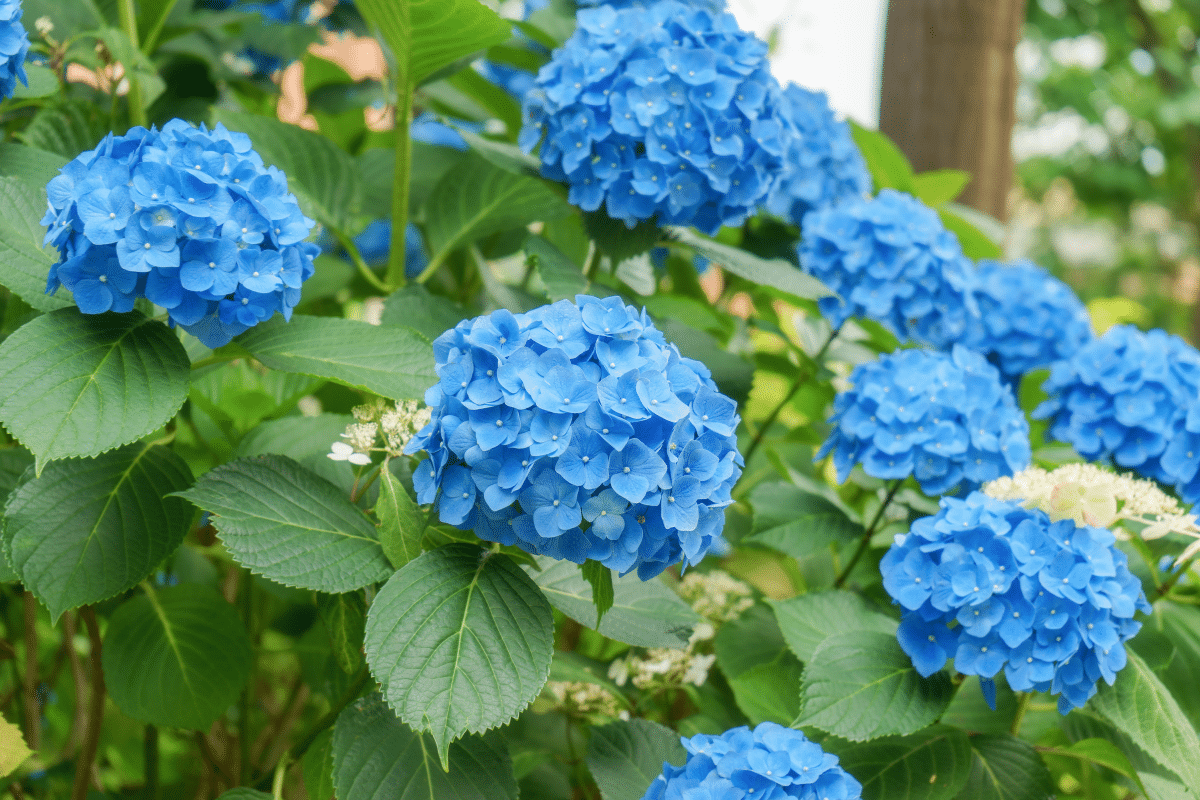 Comprendre la science derrière la couleur des hortensias