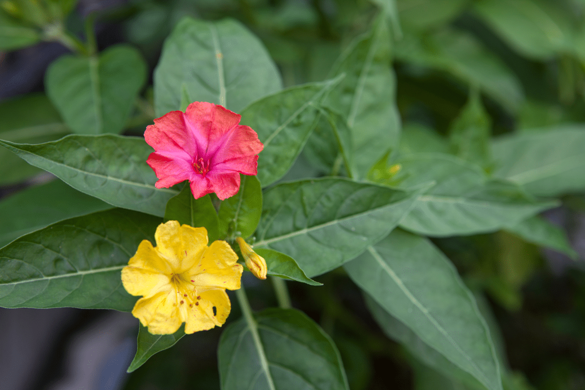La belle-de-jour (Mirabilis jalapa)